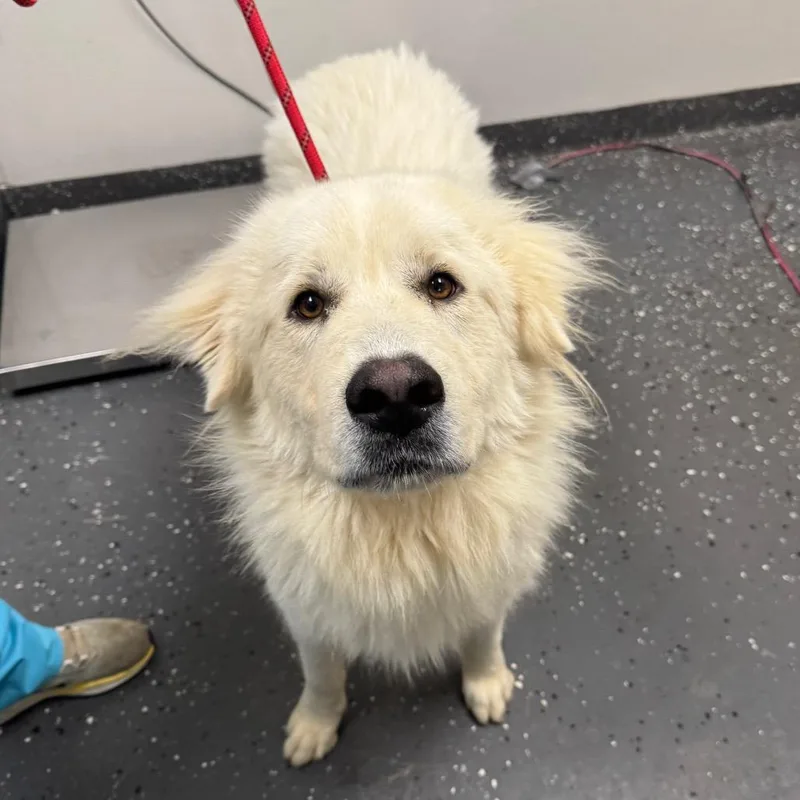 An adult large-sized male White / Cream Mixed Breed dog named Shea for adoption in Columbiana, AL
