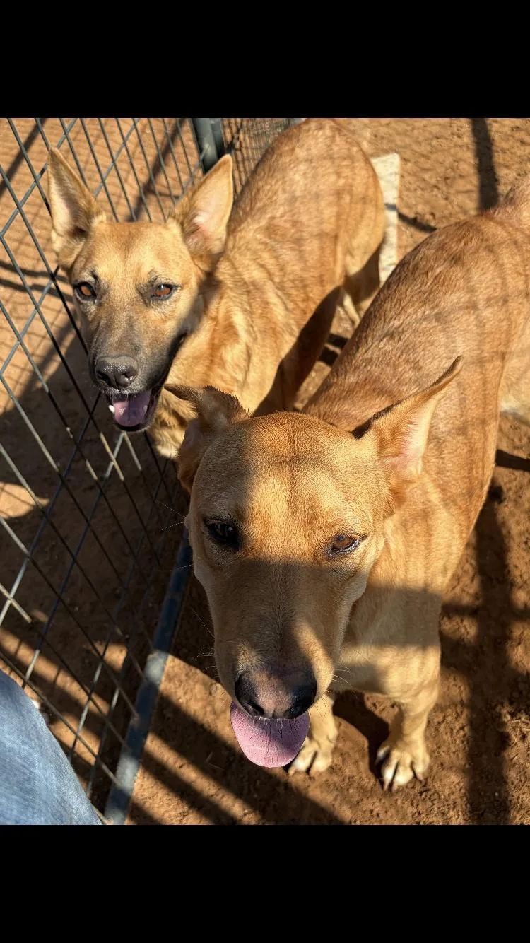 An adult medium-sized male Yellow / Tan / Blond / Fawn German Shepherd Dog dog named Sawyer for adoption in Paradise, TX