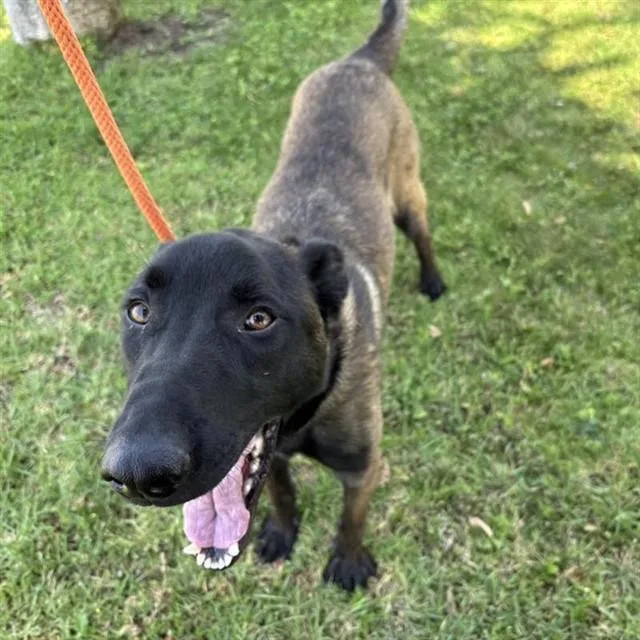 A young large-sized male Belgian Shepherd / Malinois dog named Evander for adoption in Ontario, CA