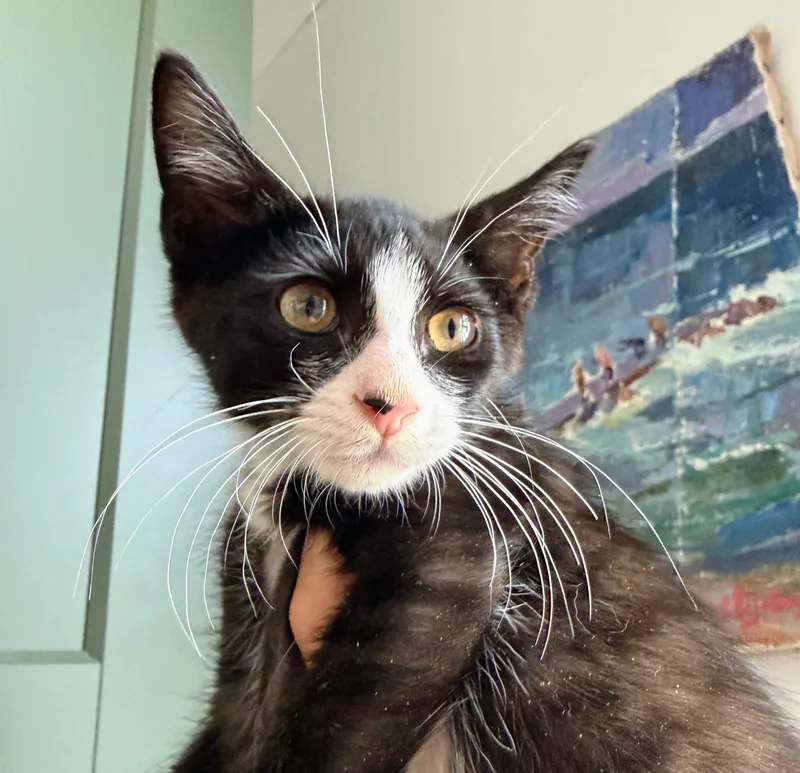 A baby medium-sized female Black & White / Tuxedo Domestic Short Hair cat named Iris for adoption in Brooklyn, NY
