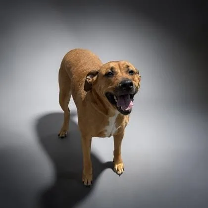 A young large-sized female Black Mouth Cur dog named Emmy for adoption in Cumberland, MD
