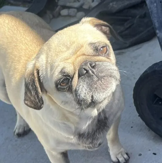 An adult medium-sized female Yellow / Tan / Blond / Fawn Pug dog named Daisy for adoption in Eagle, ID