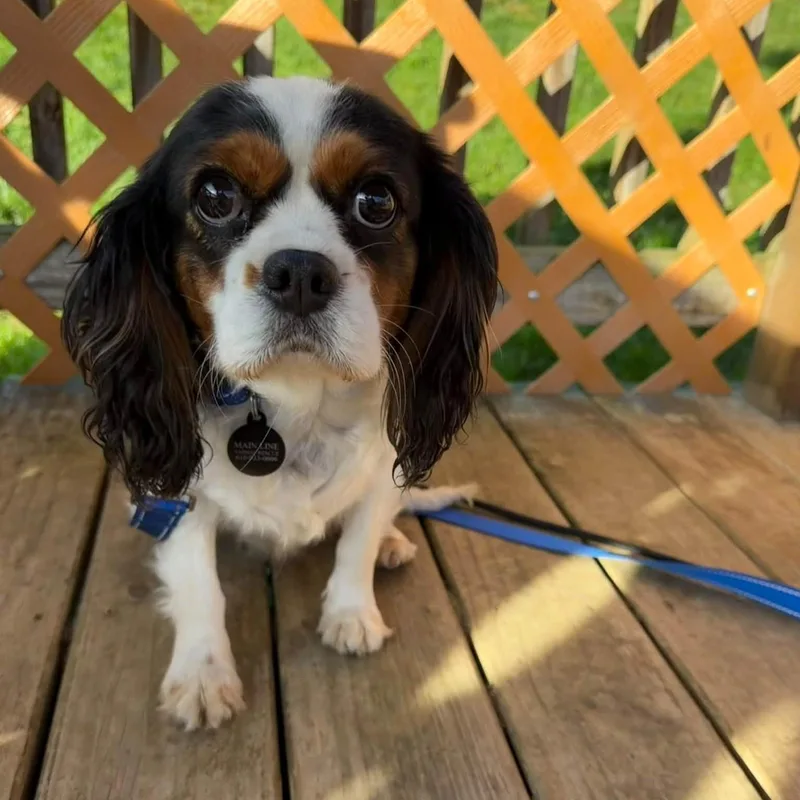 An adult small-sized female Cavalier King Charles Spaniel dog named Gale for adoption in Phoenixville, PA