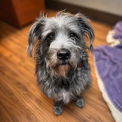 An adult medium-sized male Mixed Breed dog named Manny for adoption in Merriam, KS
