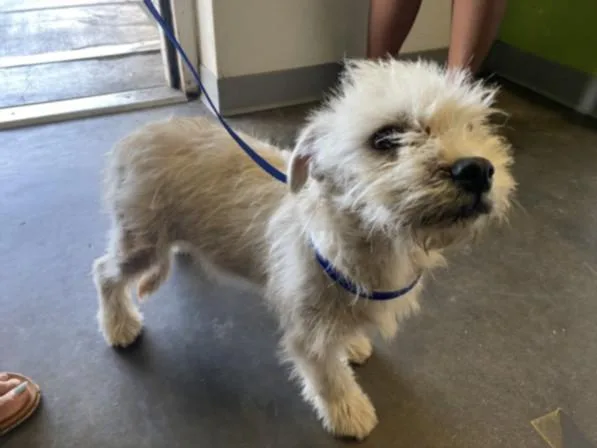 A young medium-sized male Maltese dog named Provolone for adoption in Los Angeles, CA