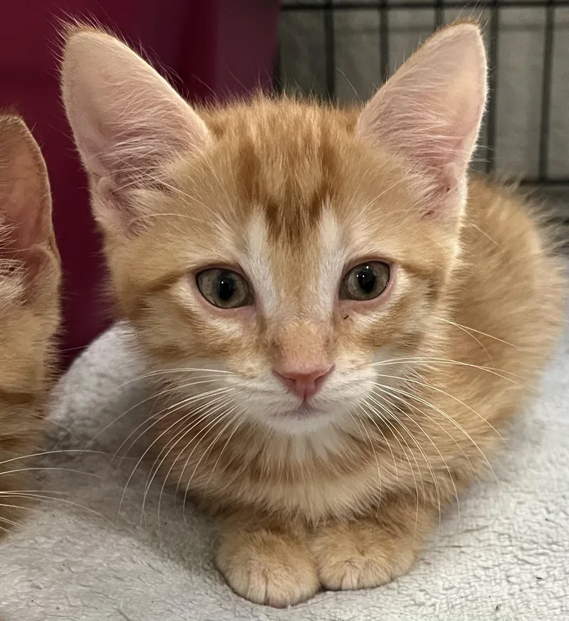 A baby medium-sized male Tabby (Buff / Tan / Fawn) Domestic Short Hair cat named Cheese crew  Males for adoption in Moline, IL