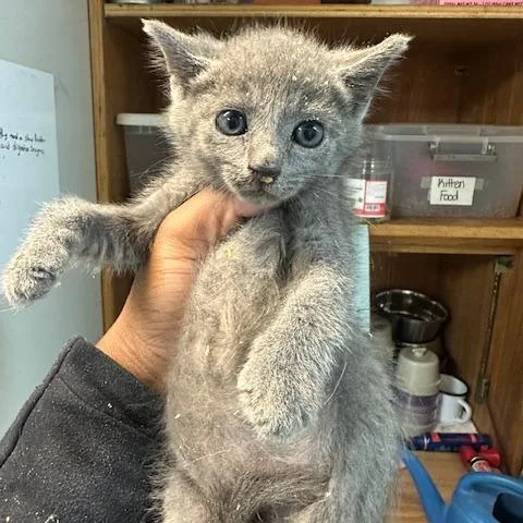 A baby small-sized male Gray / Blue / Silver Domestic Short Hair cat named Elvis for adoption in Enterprise, AL