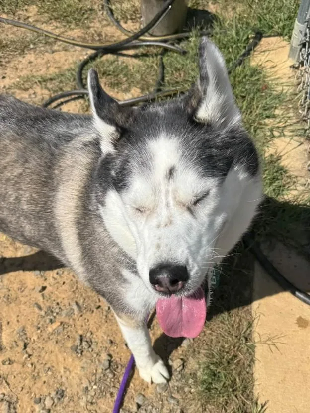 An adult large-sized female White / Cream Husky dog named Megan for adoption in Manassas, VA