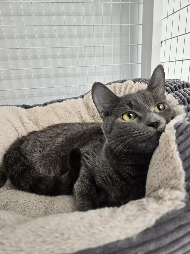 An adult medium-sized female Gray / Blue / Silver Domestic Short Hair cat named Rain for adoption in Medfield, MA