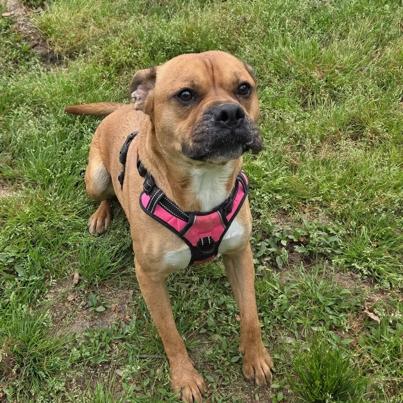 A young medium-sized male Boxer dog named Boogieman for adoption in Madison, MS