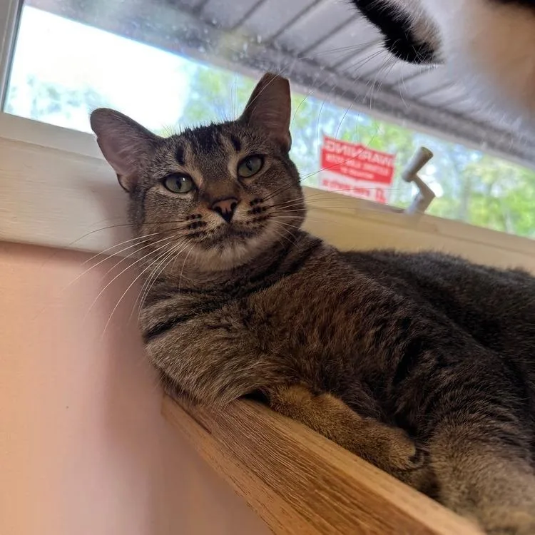 A young small-sized male Domestic Short Hair cat named Finn for adoption in Greensburg, PA