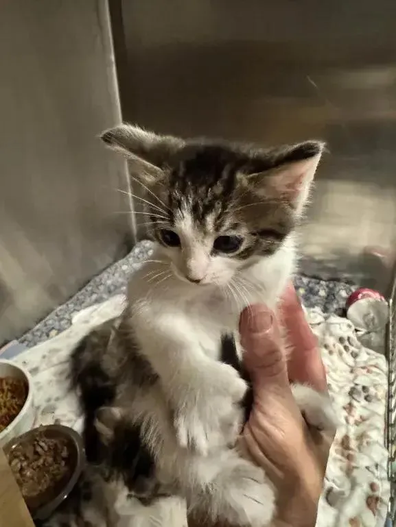 A baby small-sized male Black & White / Tuxedo Domestic Medium Hair cat named Checkers for adoption in Grand Rapids, MI