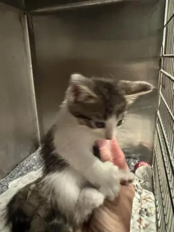 Checkers thumbnail 2