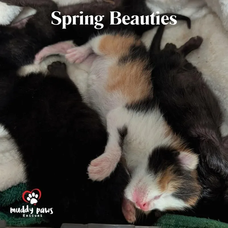 Spring Beauties: Basil
