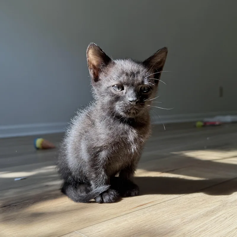 A baby medium-sized male Domestic Short Hair cat named Magatha for adoption in Columbia, SC