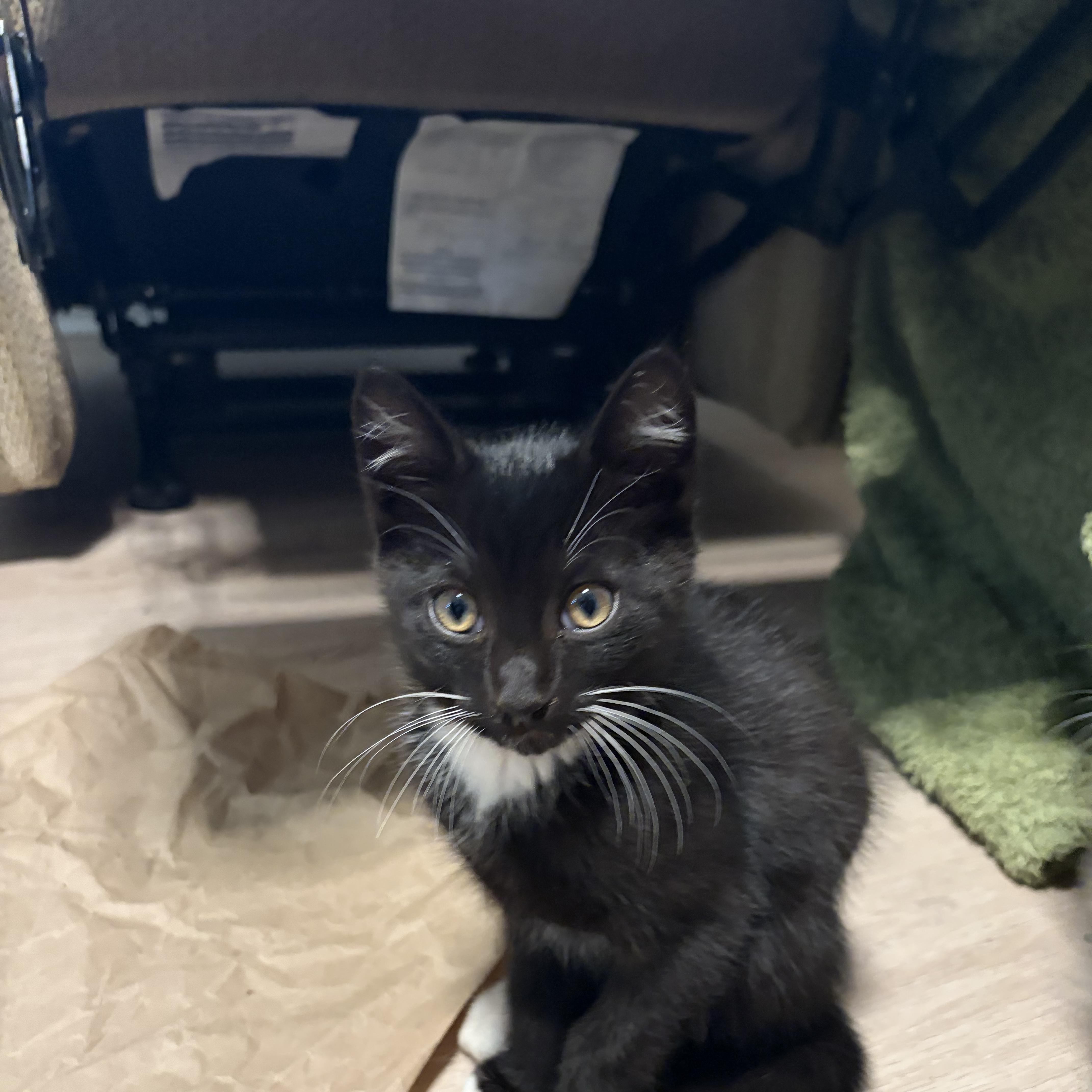 A baby medium-sized male Domestic Short Hair cat named Cowboy for adoption in Easley, SC