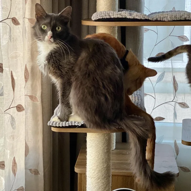 Mr. Cooper thumbnail 2