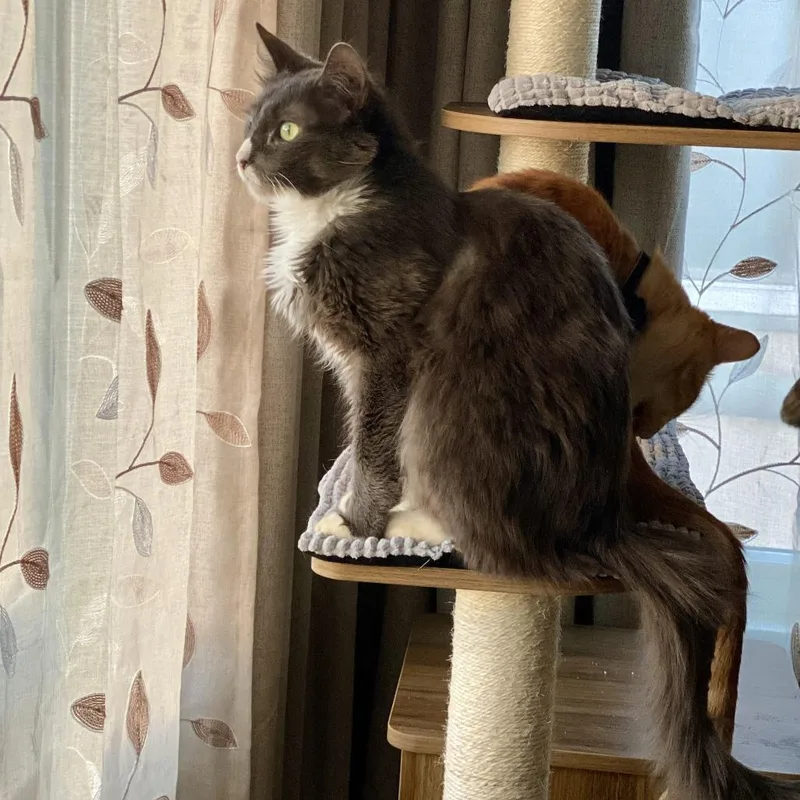 Mr. Cooper thumbnail 3