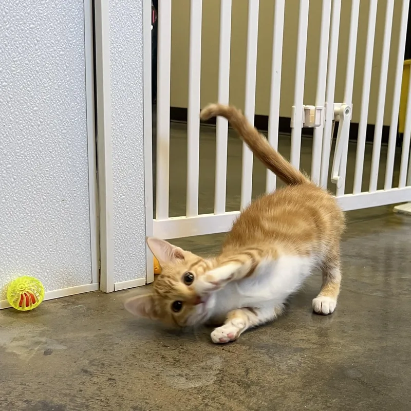 A baby medium-sized female Orange & White Domestic Short Hair cat named Fireball for adoption in Salisbury, NC