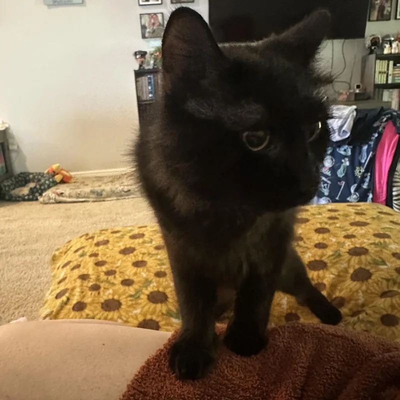 A young medium-sized male Black Maine Coon cat named Jinx for adoption in Long Beach, MS
