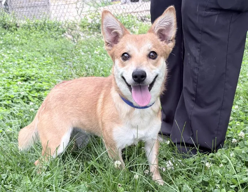An adult small-sized female Apricot / Beige Pembroke Welsh Corgi dog named Sadie for adoption in Columbus, IN