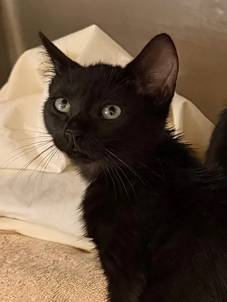 A baby medium-sized male Domestic Short Hair cat named Joey for adoption in Pomona, NY