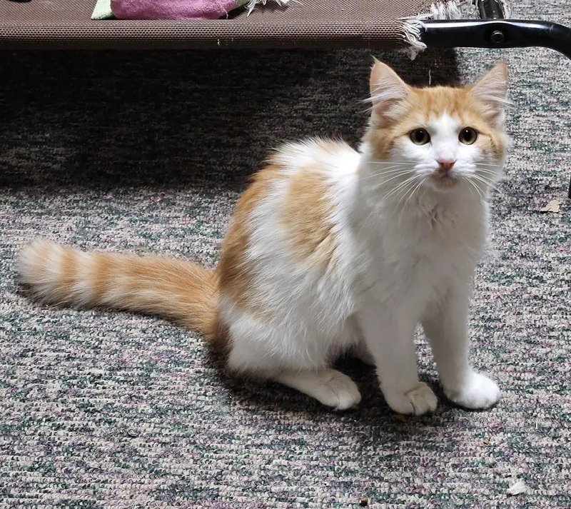 A baby medium-sized female Orange & White Domestic Medium Hair cat named Saturn for adoption in Hudsonville, MI