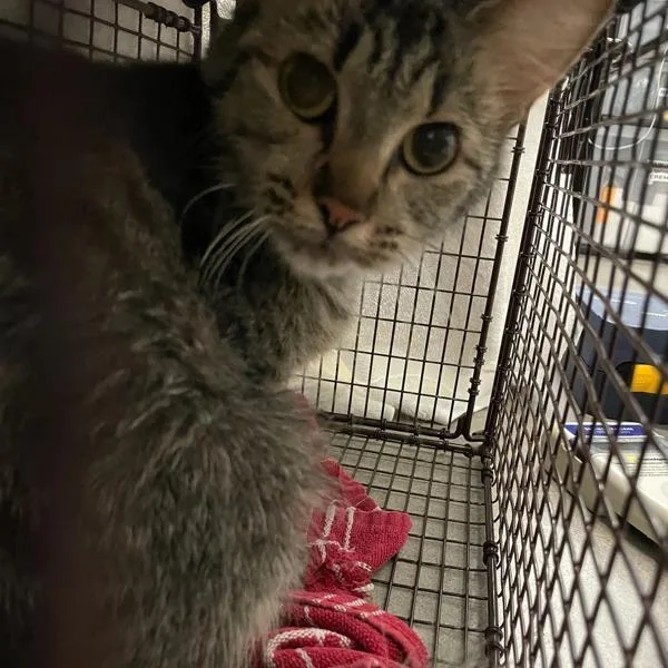 A young small-sized female Domestic Short Hair cat named Marsha for adoption in Des Moines, IA