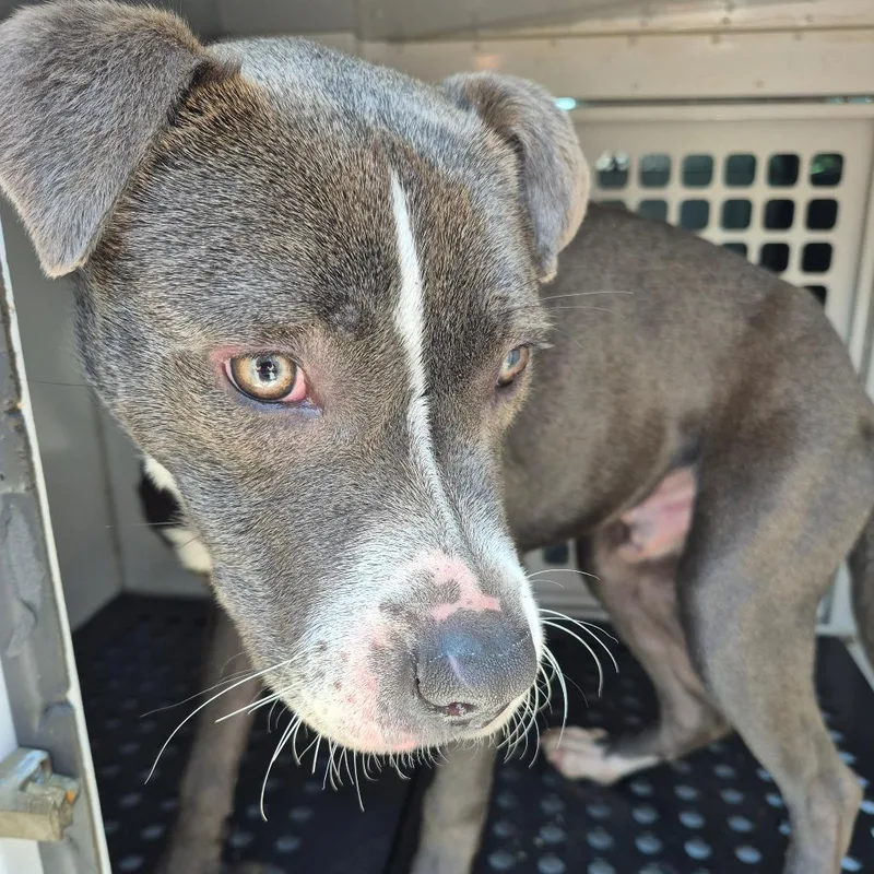A young medium-sized male Gray / Blue / Silver Mixed Breed dog named StrayFt.BenningRoad"Dinero" for adoption in Columbus, GA