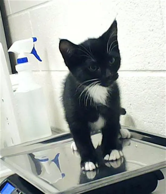 A baby small-sized male Domestic Short Hair cat named Beni for adoption in Fayetteville, NC
