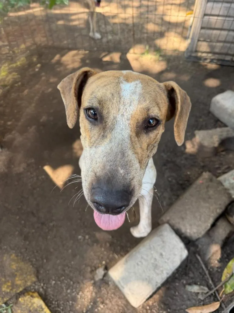 A young medium-sized male Australian Cattle Dog / Blue Heeler dog named Cacahuate for adoption in San Diego, CA