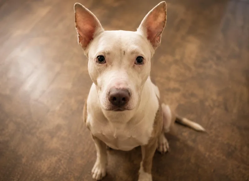 Fiona