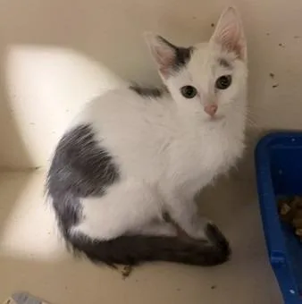 A baby medium-sized male Domestic Short Hair cat named Danner for adoption in Windsor, CT