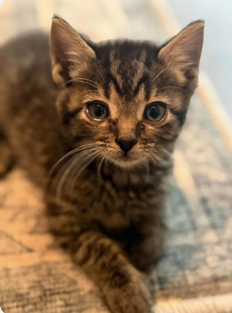 A baby medium-sized male Tabby (Brown / Chocolate) Domestic Short Hair cat named Fergus for adoption in Aberdeen, NC