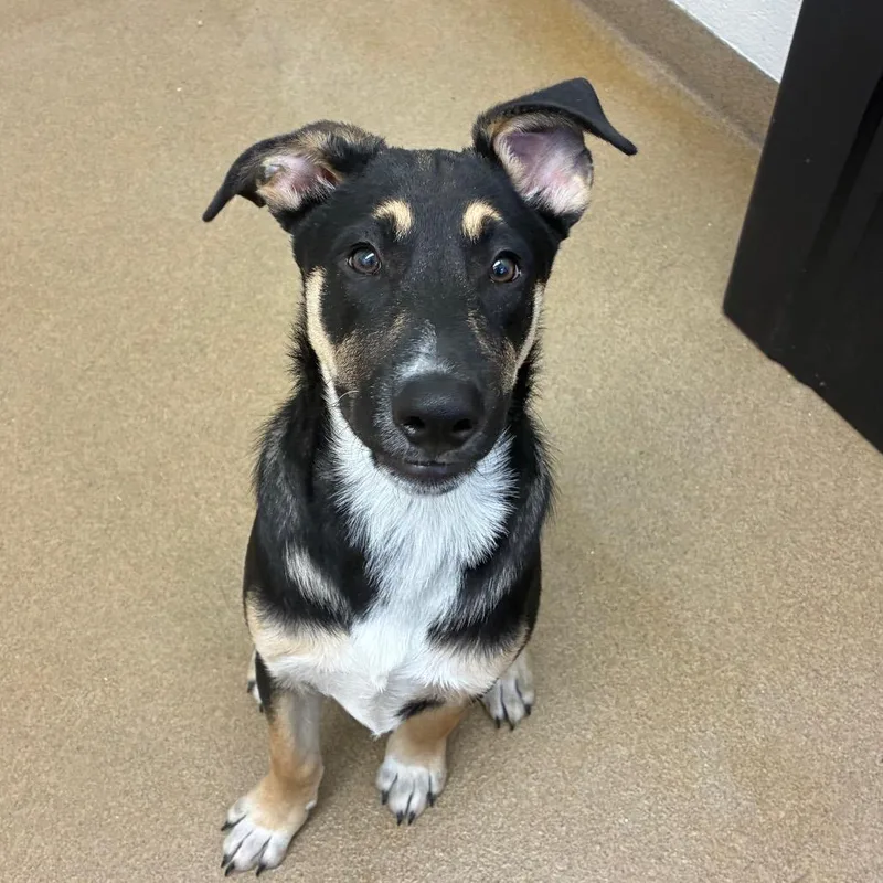 A baby medium-sized male Black Shepherd dog named Leo for adoption in Corpus Christi, TX