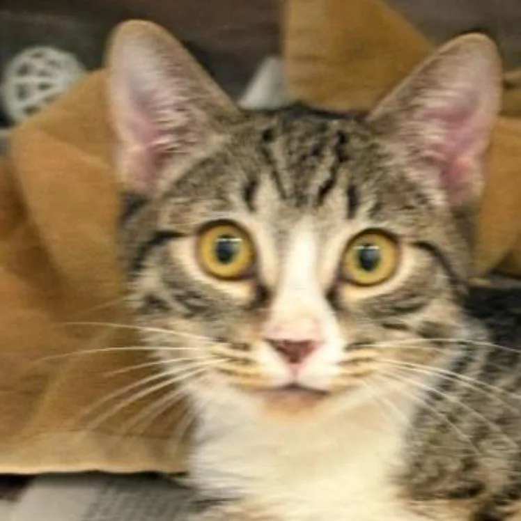 A baby medium-sized female American Shorthair cat named Satellite for adoption in Jupiter, FL
