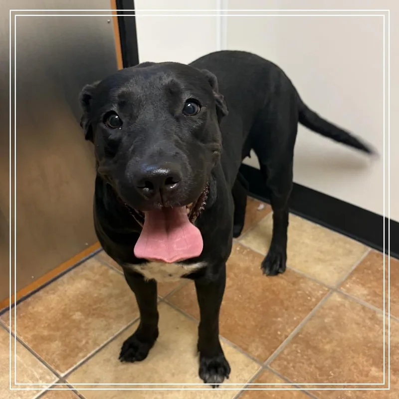 An adult large-sized female Black Labrador Retriever dog named FWT Mabel for adoption in Midland, TX