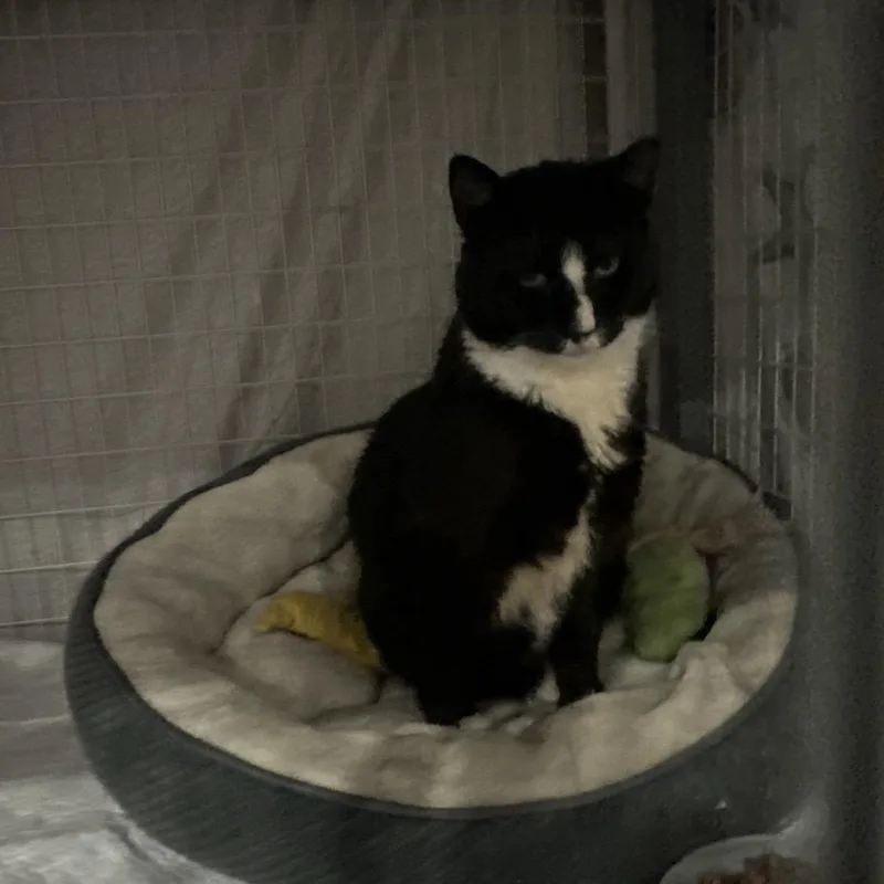 An adult medium-sized male Black Domestic Short Hair cat named River for adoption in Middle Village, NY