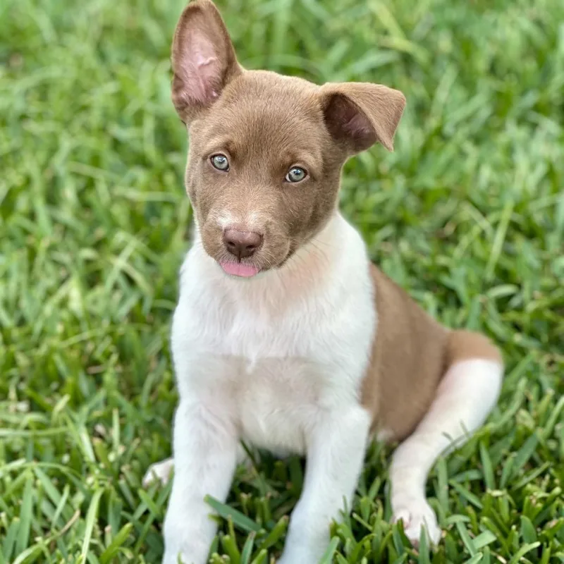 A baby medium-sized male Chocolate Labrador Retriever dog named Almond Joy for adoption in Brownsville, TX