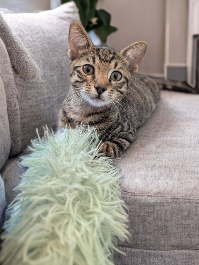 A baby medium-sized male Tabby (Brown / Chocolate) Domestic Short Hair cat named Onion for adoption in Houston, TX