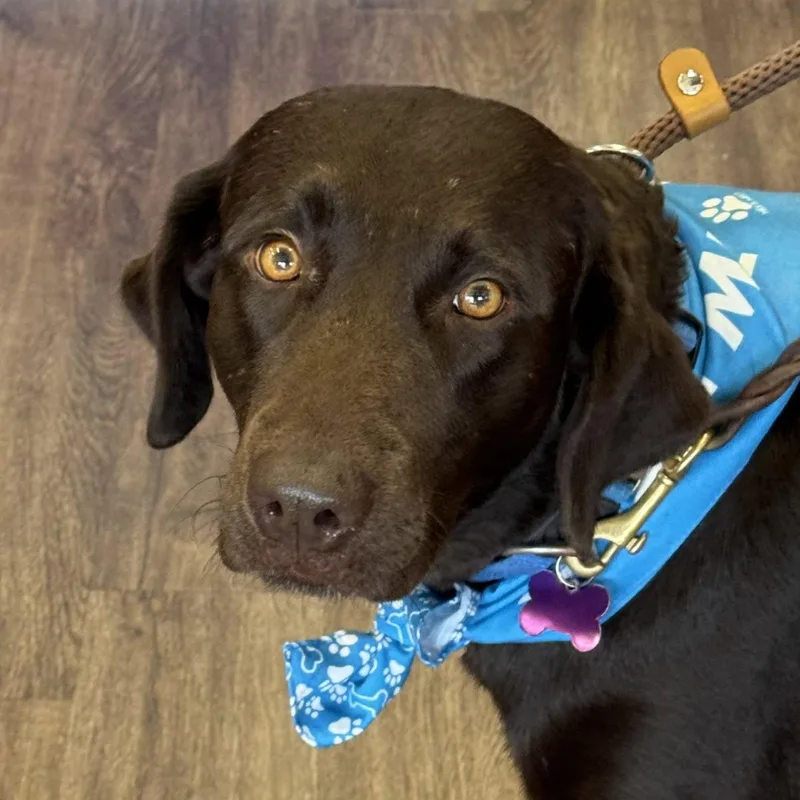 An adult large-sized female Labrador Retriever dog named Astrid Valley for adoption in Fort Worth, TX