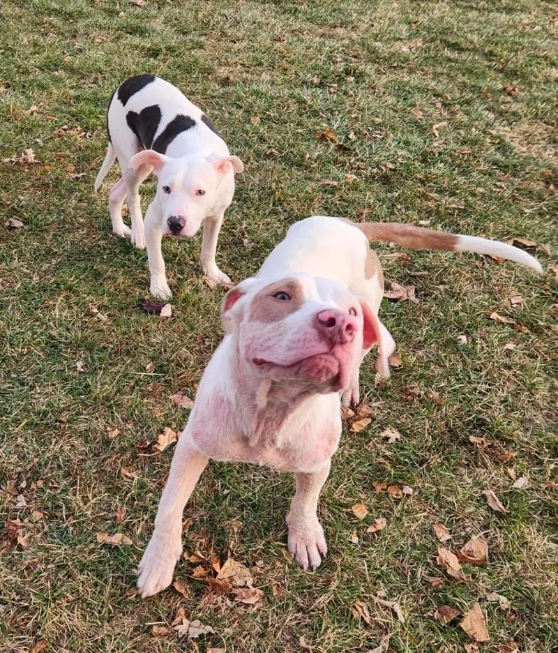 Wintermint thumbnail 2