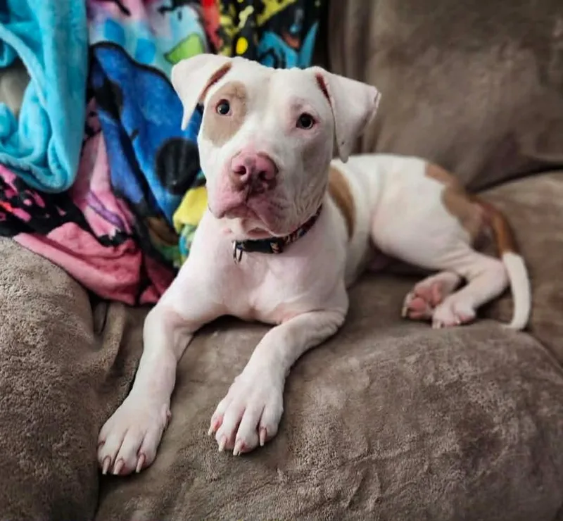 Wintermint thumbnail 3