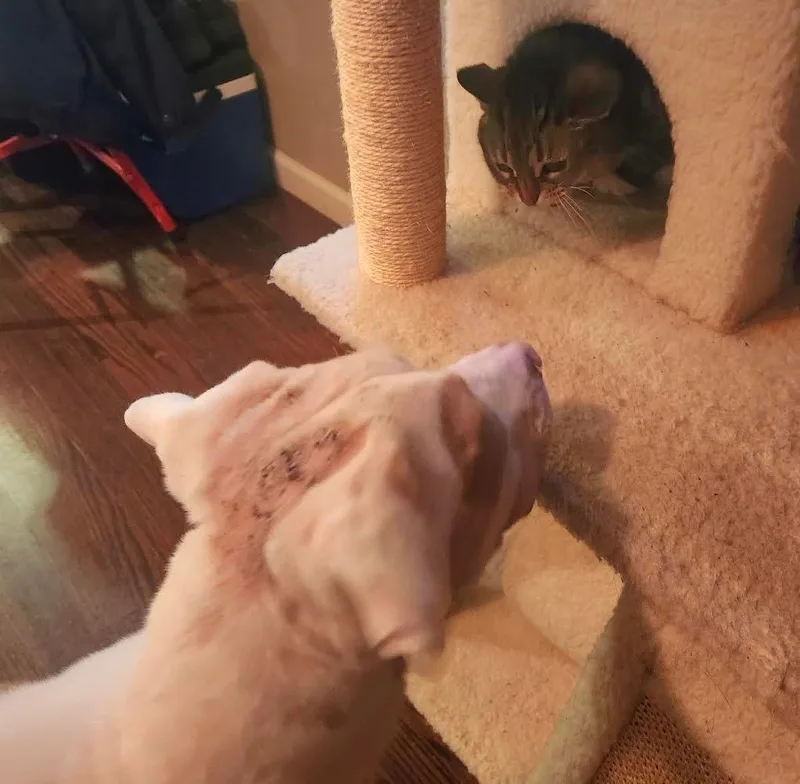 Wintermint thumbnail 4