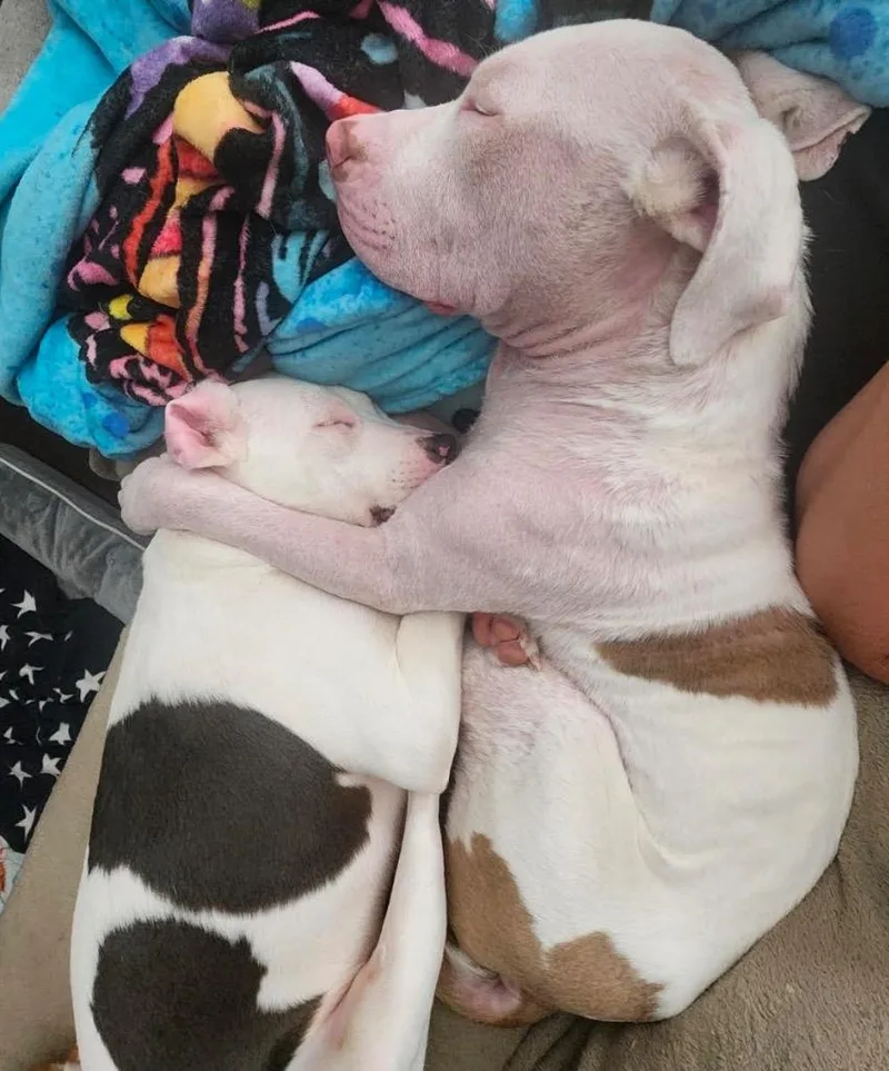 Wintermint thumbnail 5