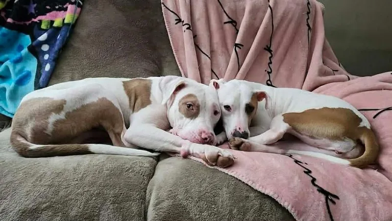 Wintermint thumbnail 6