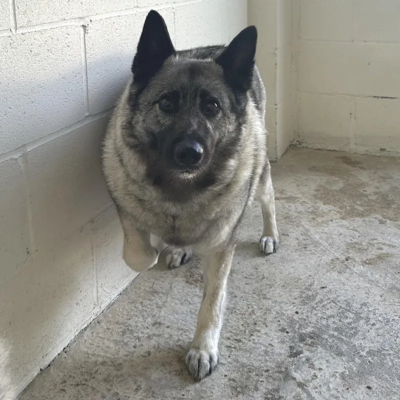 A senior medium-sized female White / Cream Norwegian Elkhound dog named Piper for adoption in LOXAHATCHEE, FL