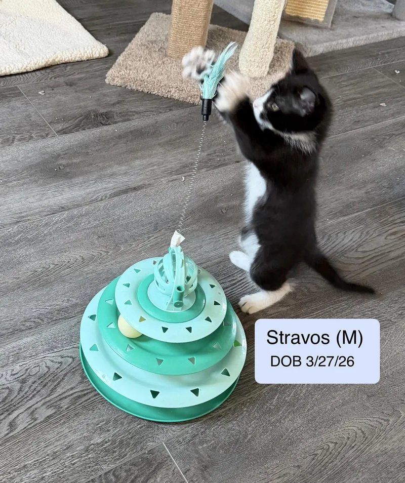 A baby medium-sized male Tuxedo cat named Stravos for adoption in Vacaville, CA