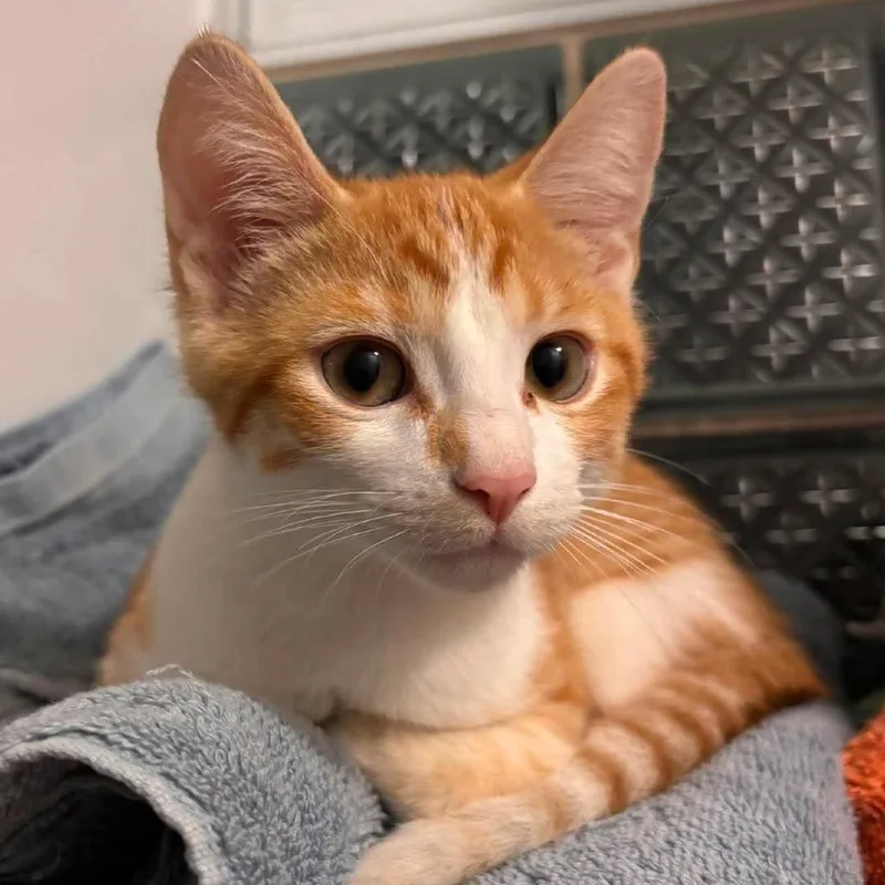 A baby small-sized male Orange / Red Domestic Short Hair cat named French Fry for adoption in Forest Park, IL
