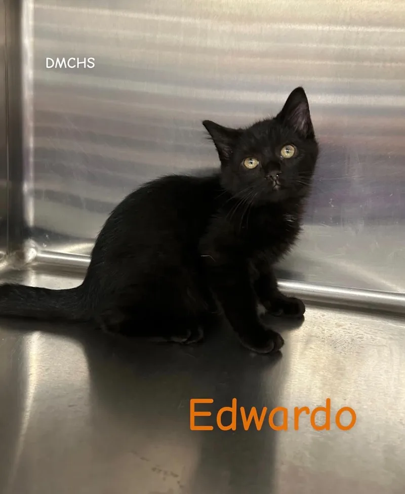 A baby small-sized male Black Domestic Short Hair cat named Edwardo for adoption in Burlington, IA